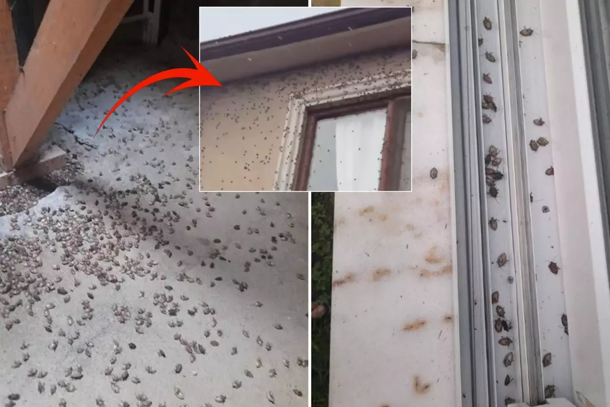 dunyanin sonunu getirecegi soylenen bocekle ilgili korkutan uyari tum turkiyeye yayilabilir X2BRzbwC