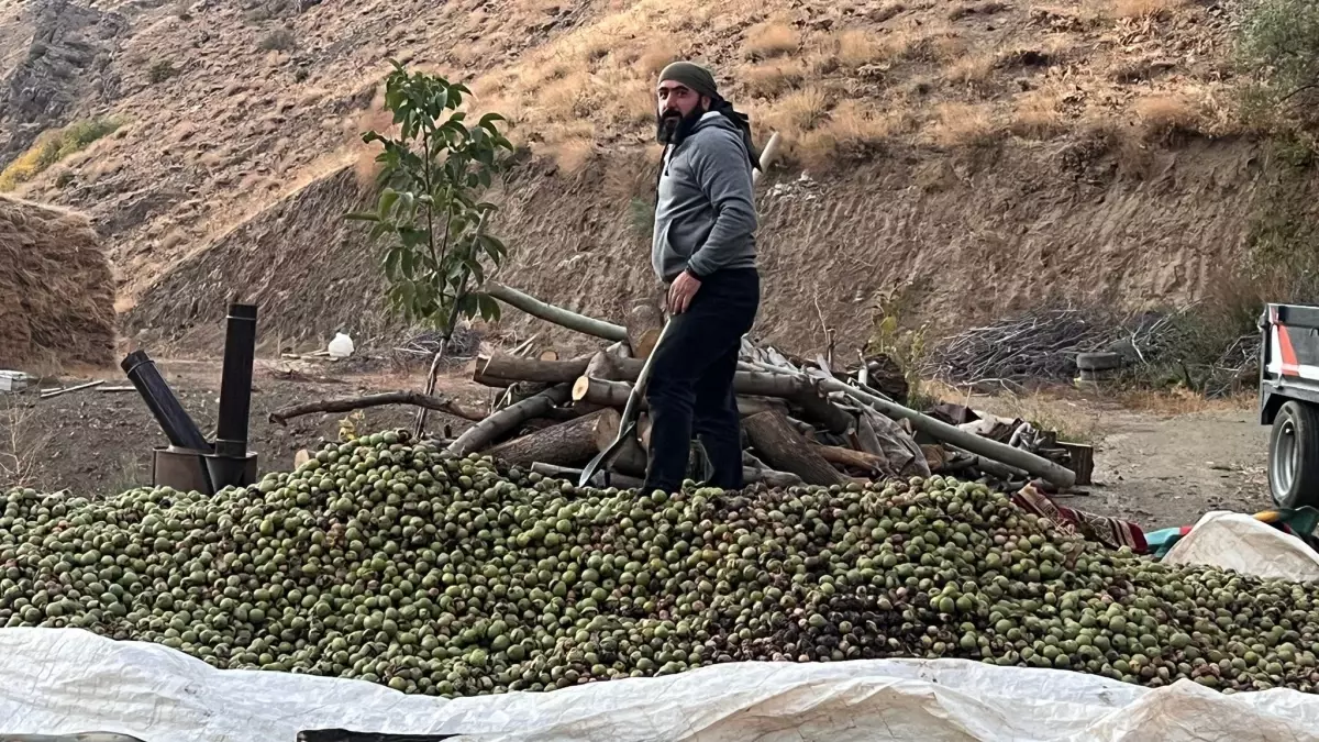 hakkaride ceviz hasadi basladi 17vKzUkz.jpg