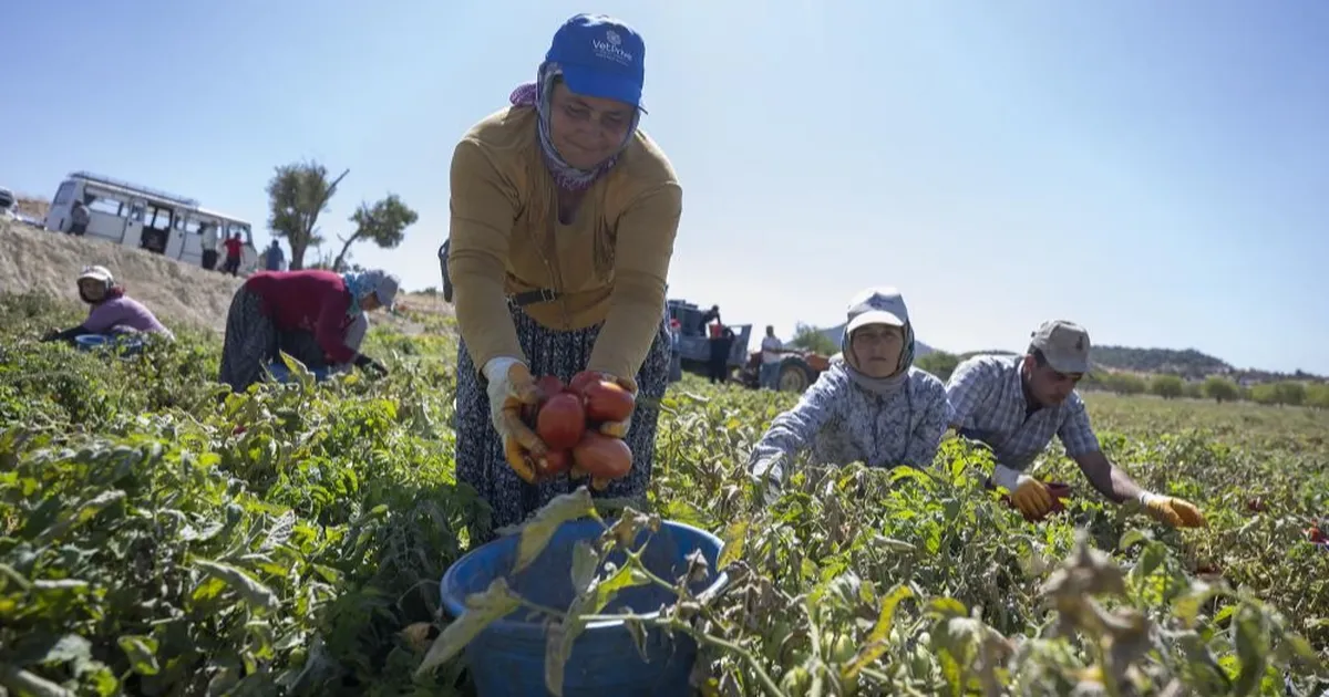 mersinde yuzde 70 hibeli domates fidesi destegi eZdBBFgn