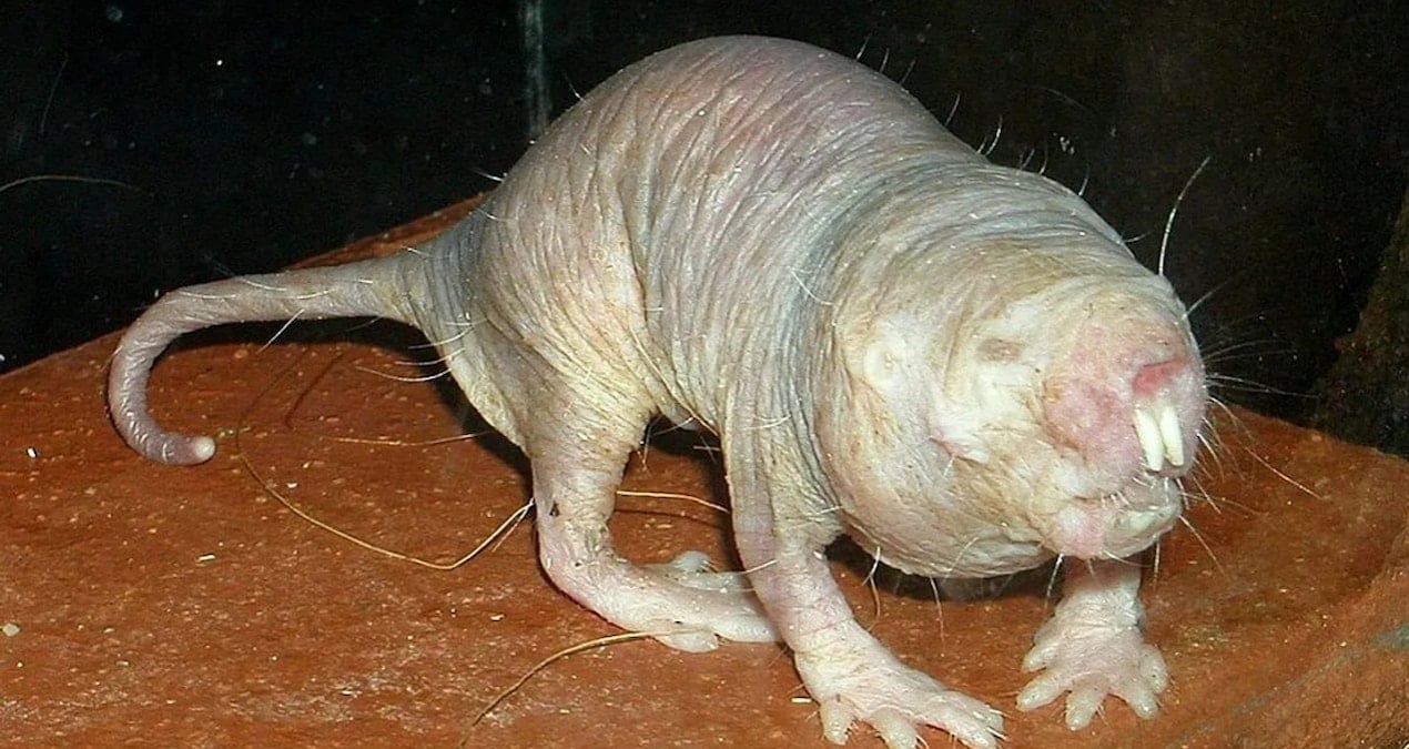 uzun yasamanin sirri farede ortaya cikti AKWcQxO2.jpg