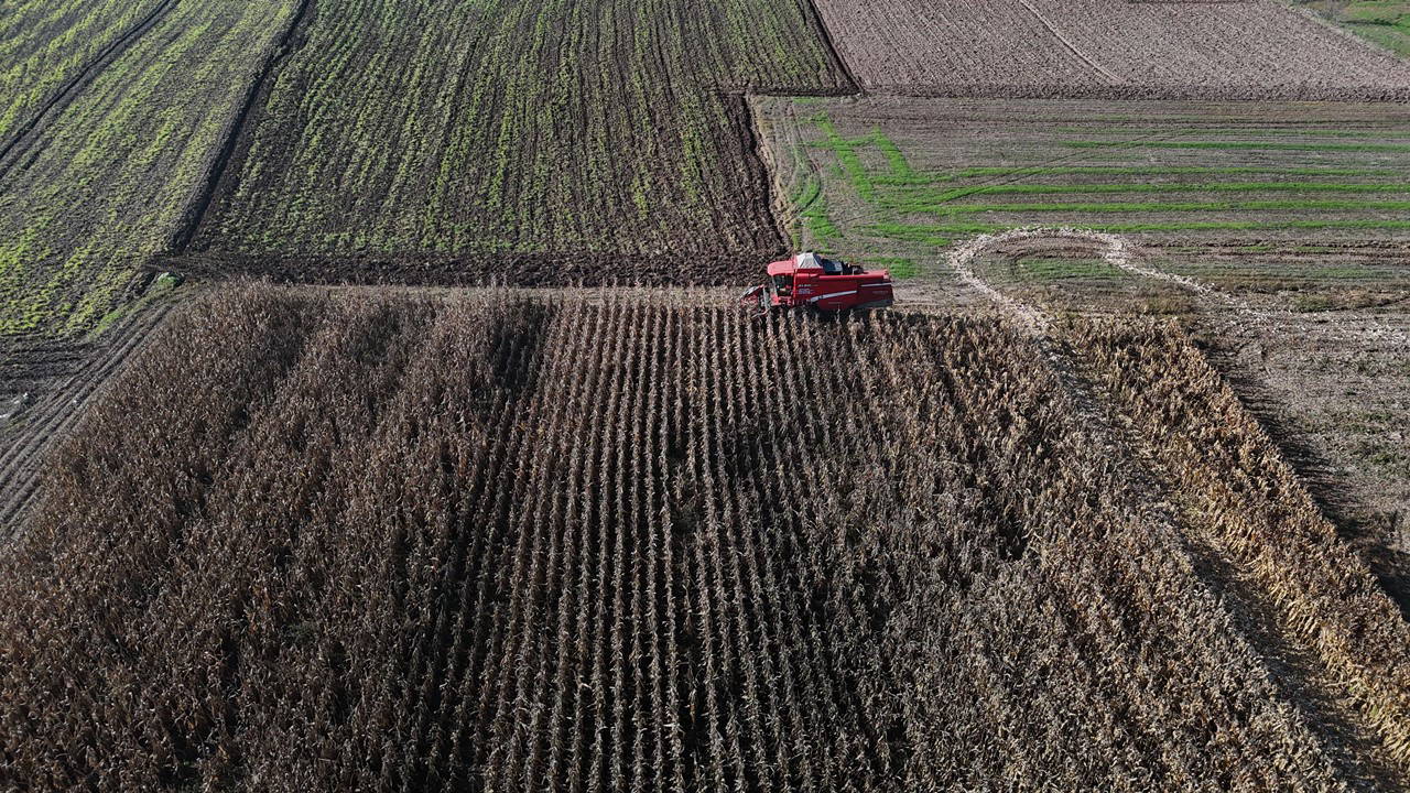boluda hasat basladi verim orani dusuk CibZhP7n.jpg