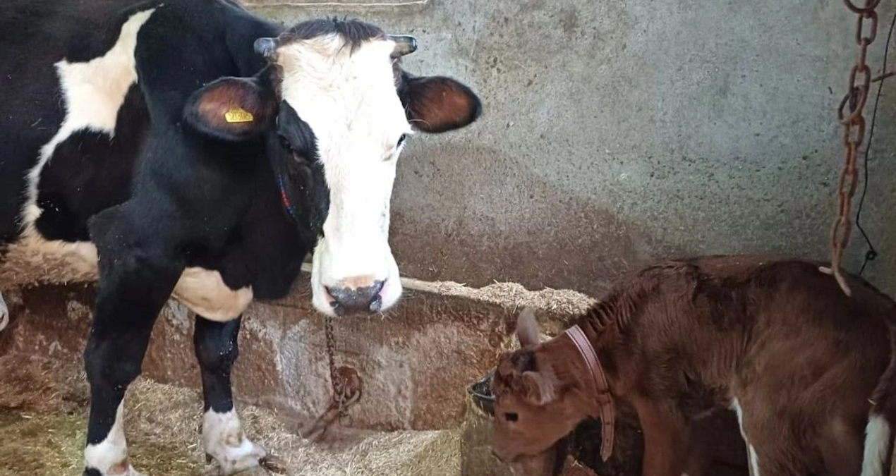 hayvancilikta devrim sut alerjisine karsi genleri susturulmus buzagilar dogdu 7ZZfK6GI.jpg
