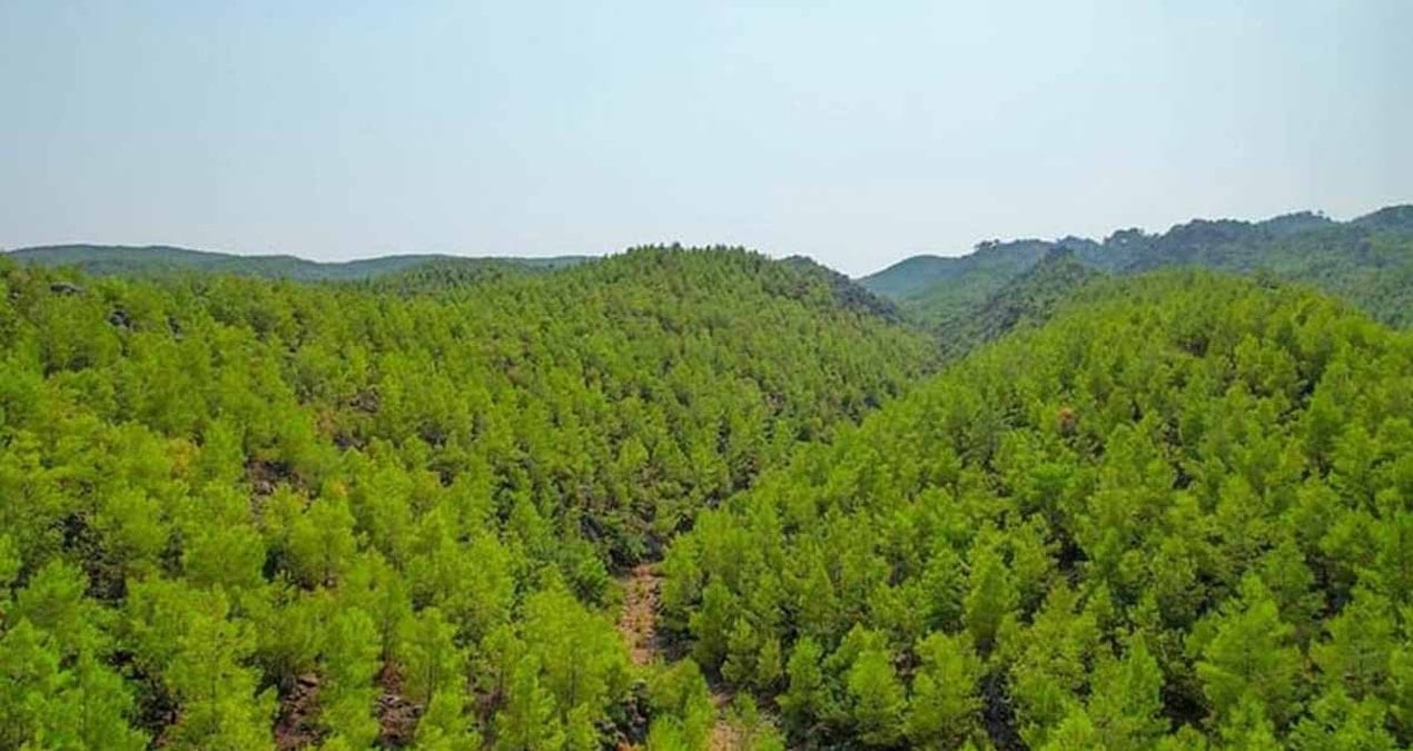 Ağaçların Gizemli Göçü: Ormanlar 10 Yıl İçinde Karşıt Yönlere Kayacak